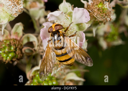 A large hoverfly, Volucella inanis feeding at bramble blossom. Dorset. Stock Photo