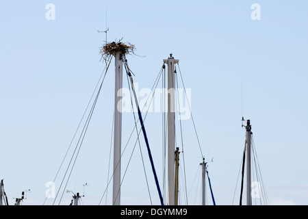 Occupied nest of breeding Carrion Crows, Corvus corone on top of the mast of a private yacht moored at Aberystwyth marina, Wales, UK Stock Photo