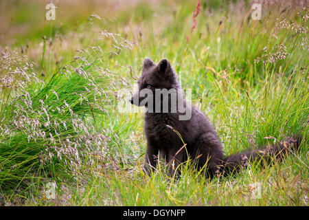 Arctic Fox (Vulpes lagopus), Hornstrandir, West Iceland, Iceland, Europe Stock Photo