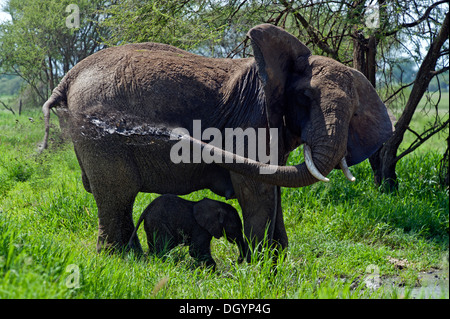Female African elephant (Loxodonta africana) spaying herself and its baby with mud in Tarangire National Park, Tanzania Stock Photo