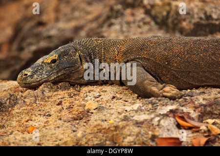 Closeup of Komodo Dragon (Varanus komodoensis) Watching Photographer Taking Picture in Pulau Rinca Island Indonesia Asia Stock Photo