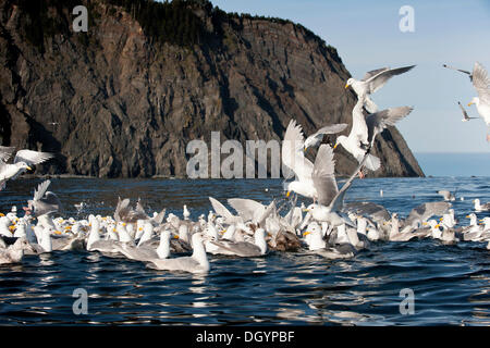 Glaucous-winged gulls (Larus glaucescens) feed at Gore Point, Alaska Stock Photo