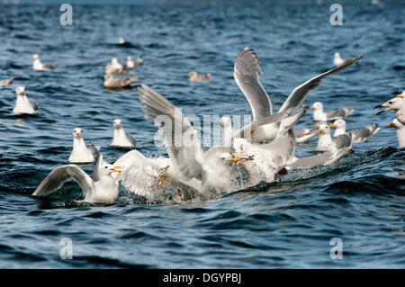 Glaucous-winged gulls (Larus glaucescens) feed on herring in the Gulf of Alaska Stock Photo