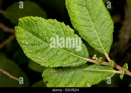 Eared Willow, Salix aurita showing wrinkled leaves and persistent stipules. Devon Stock Photo