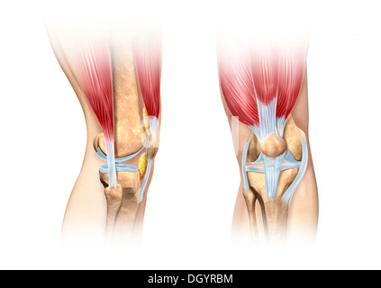 Human knee cutaway illustration. Side and front views detailed, scientifically correct cross section representation. Anatomy. Stock Photo