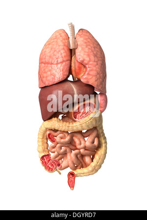 Human male anatomy, internal organs alone, full Respiratory and digestive systems, with some organs cutaway. Anatomy image. Stock Photo