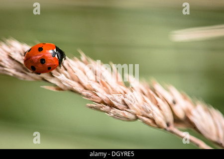 Red ladybug crawling on a straw Stock Photo