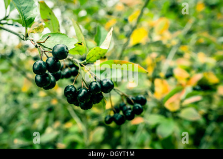 Aronia Melanocarpa hanging on a branch in nature Stock Photo
