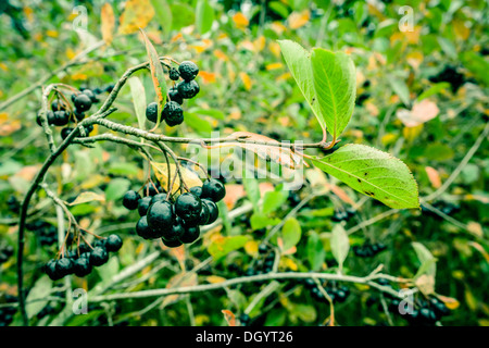 Aronia Melanocarpa hanging on a branch in nature Stock Photo
