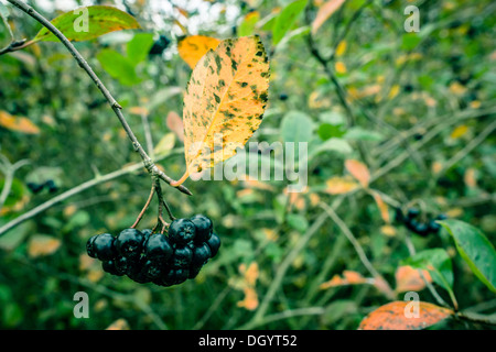Aronia Melanocarpa hanging on a branch in nature Stock Photo