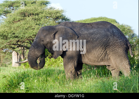 African elephant bull (Loxodonta africana) in Tarangire National Park, Tanzania Stock Photo