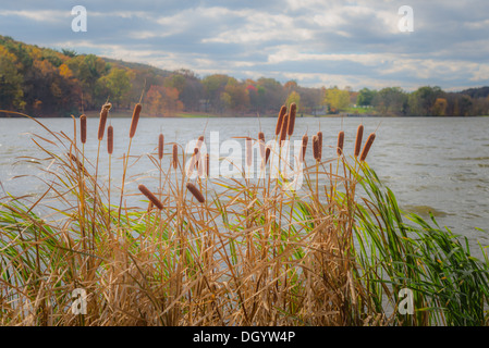 Cat of nine tails on a lake  in the Autumn Stock Photo