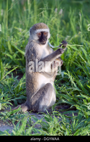 Vervet monkey (Chlorocebus pygerythrus) with baby eating grass in Tarangire National Park, Tanzania Stock Photo