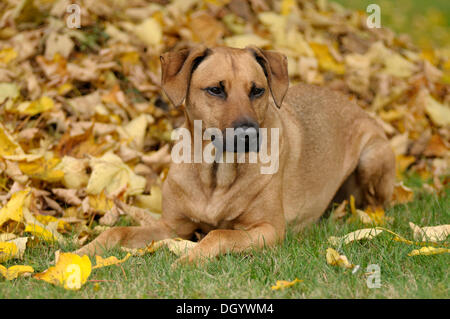 Mixed-breed Rhodesian Ridgeback lying in front of a pile of leaves Stock Photo
