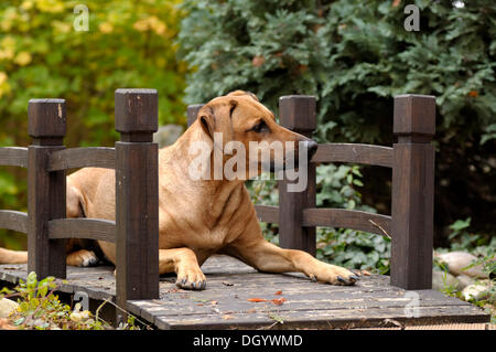 Mixed-breed Rhodesian Ridgeback lying on a wooden bridge Stock Photo