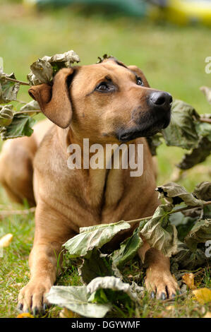 Mixed-breed Rhodesian Ridgeback lying under a branch with withered leaves Stock Photo
