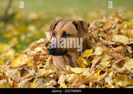 Mixed-breed Rhodesian Ridgeback lying in a pile of leaves Stock Photo