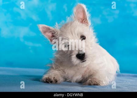 West Highland White Terrier puppy, 4 months, lying Stock Photo