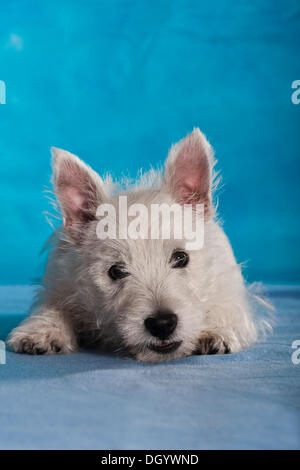 West Highland White Terrier puppy, 4 months, lying Stock Photo