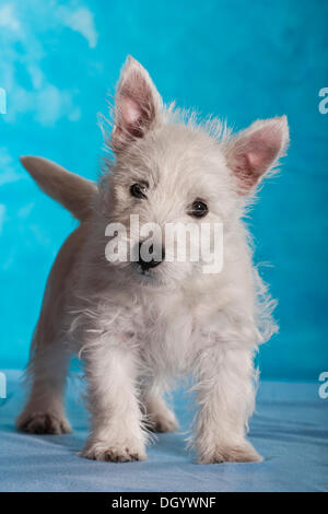 West Highland White Terrier puppy, 4 months, standing Stock Photo