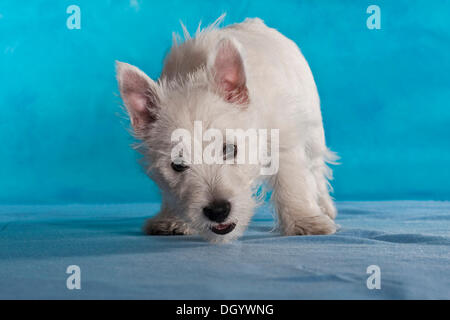 West Highland White Terrier puppy, 4 months, standing Stock Photo