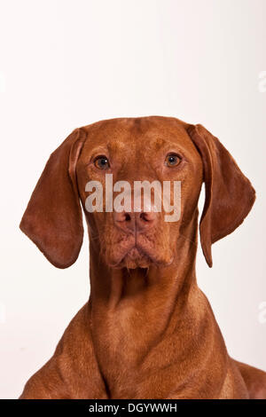 Magyar Vizsla portrait Stock Photo