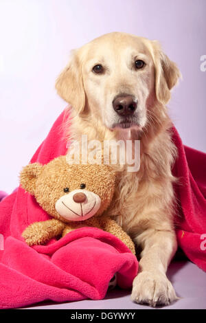 Golden teddy dog online