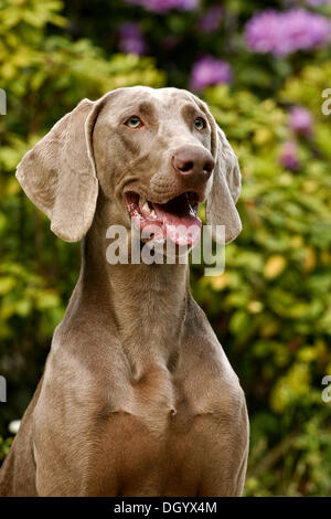 Weimaraner dog breed, portrait Stock Photo