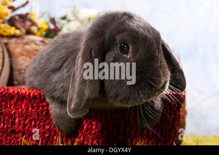 Small Dwarf lop-eared rabbit breed Stock Photo