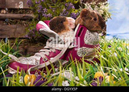 US Teddy guinea pig, young in shoe Stock Photo