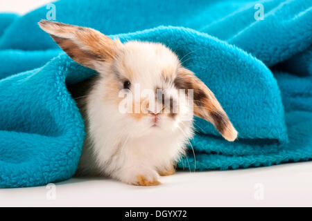 Young dwarf rabbit, dwarf ram, lying under blanket Stock Photo