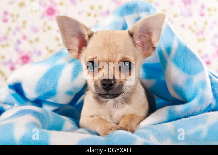 Little Chihuahua puppy, wrapped in a cuddly blanket Stock Photo