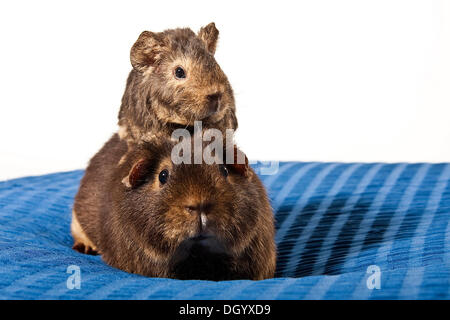 US Teddy guinea pig, mother with young Stock Photo