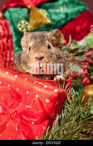 US Teddy guinea pig, young with Christmas decorations Stock Photo