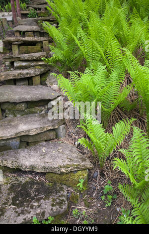 A set of steps designed with natural stones is bordered by a patch of ferns in a landscaped residential backyard garden in Stock Photo