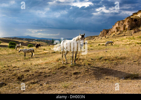 Horses in a thunderstorm atmosphere in tufa landscape, Cappadocia, central Anatolia, Turkey, Asia