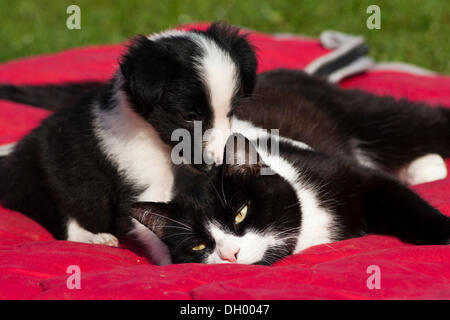 Border Collie puppy playing with a black and white domestic cat on a red dog blanket, North Tyrol, Austria, Europe Stock Photo