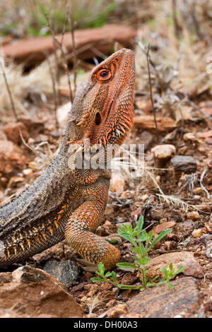 Eastern Bearded Dragon (Pogona barbata), Northern Territory, Australia Stock Photo