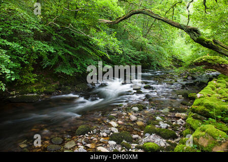 Stream in the forest, Lake District, England, United Kingdom Stock Photo