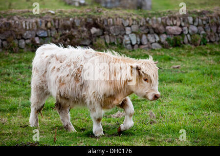 Scottish Highland Cattle, young bull, mixed-breed, on a pasture, Cornwall, England, United Kingdom Stock Photo