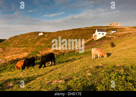 Cows grazing on a pasture, Cornwall, Cornwall, England, United Kingdom Stock Photo