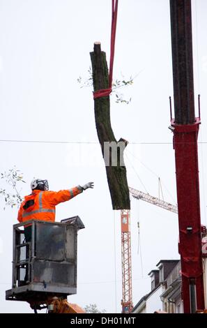 Osnabrueck, Germany. 28th Oct, 2013. An employee of the city removes a damaged tree in Osnabrueck, Germany, 28 October 2013. Storm damages and fallen trees kept fire fighters and police busy in the north. Photo: Friso Gentsch/dpa/Ģ����ý Live News Stock Photo