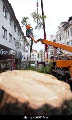 Osnabrueck, Germany. 28th Oct, 2013. An employee of the city saws at a damaged tree in Osnabrueck, Germany, 28 October 2013. Storm damages and fallen trees kept fire fighters and police busy in the north. Photo: Friso Gentsch/dpa/Ģ����ý Live News Stock Photo