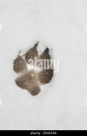 Paw print of a large dog in the snow, track Stock Photo
