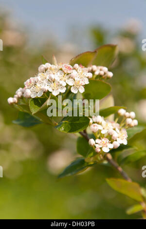 Flowers of the Chokeberry or Aronia (Aronia) on a bush, plantation, Coswig, Saxony Stock Photo