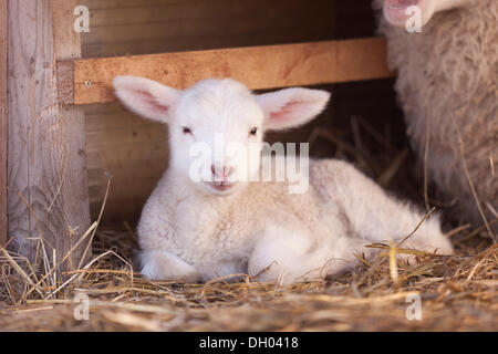 Lamb, East Frisian sheep Stock Photo