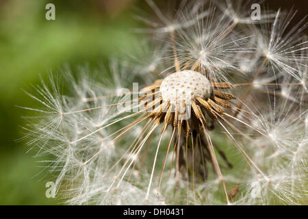 Dandelion clock, detail, flower head of a Dandelion (Taraxacum) Stock Photo