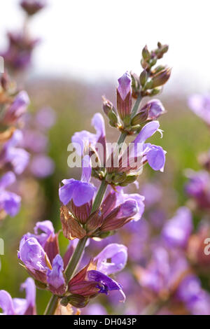 Violet flowers of Sage (Salvia officinalis), medicinal plant of the year 2003 Stock Photo