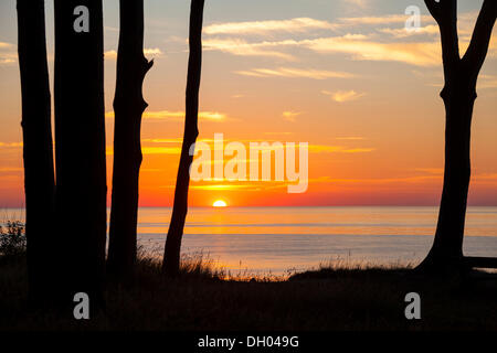 Sunset in the Ghost Forest along the coastal cliffs, Nienhagen, Mecklenburg-Western Pomerania, Germany Stock Photo