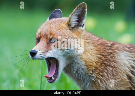 Red fox (Vulpes vulpes), yawning, south east England, United Kingdom, Europe Stock Photo